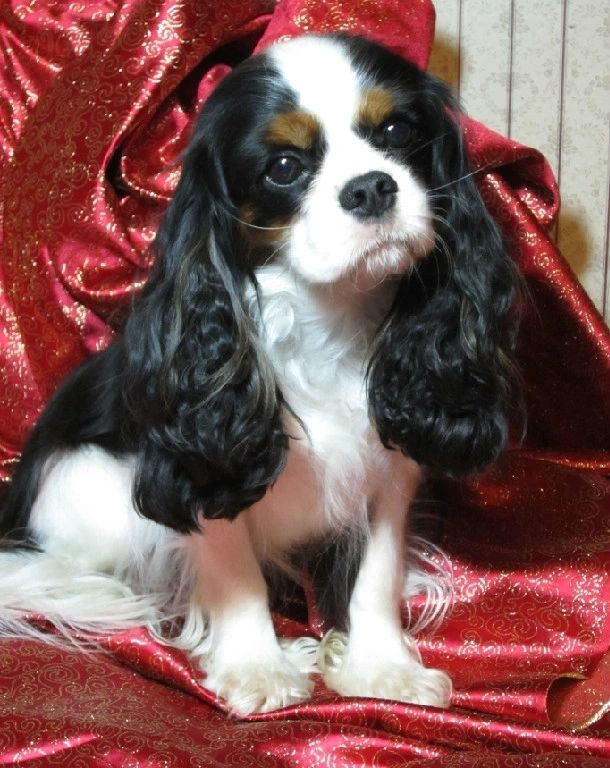 king charles cavalier puppies for sale near me