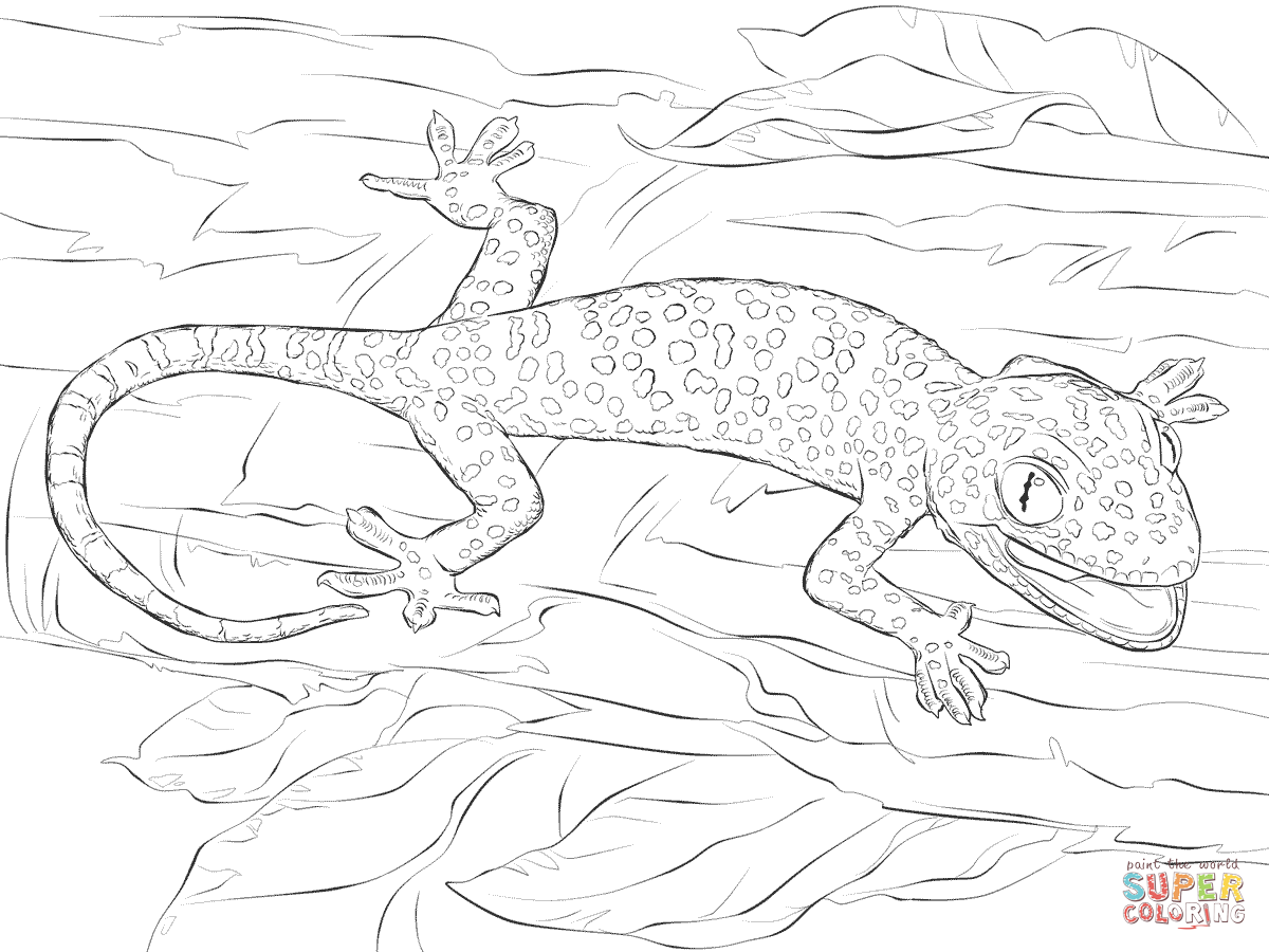 realistic lizard coloring pages