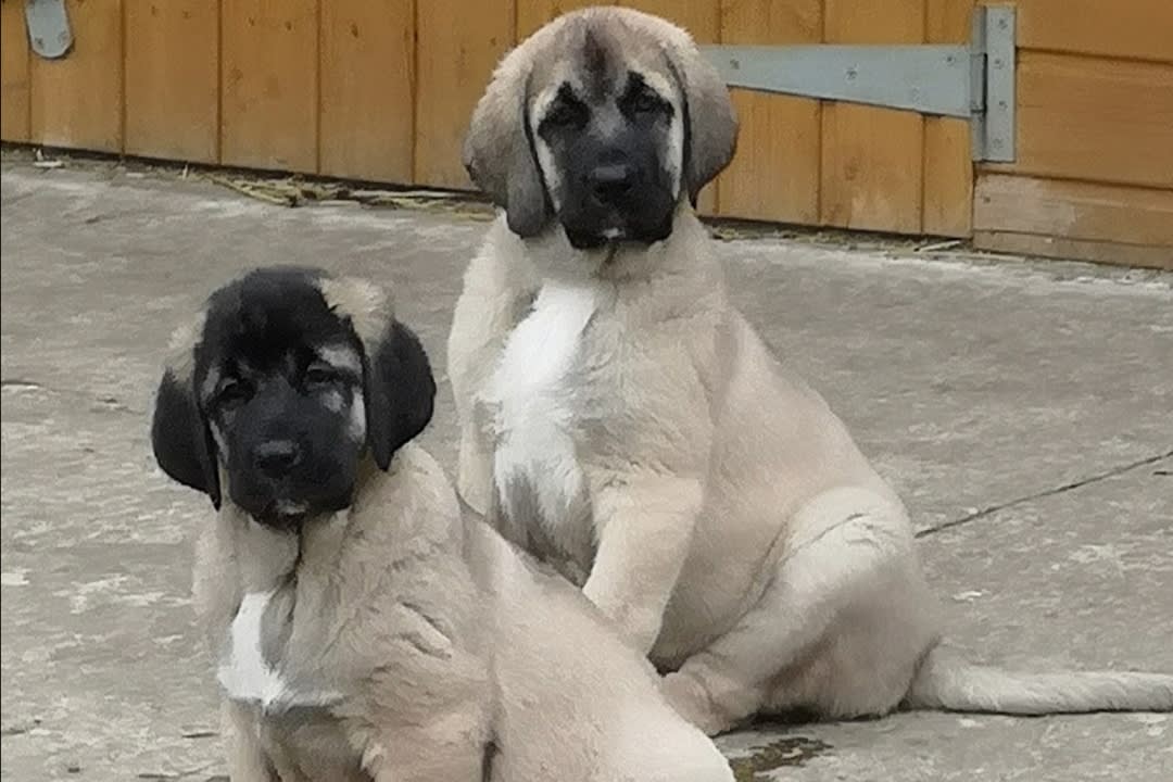 turkish kangal for sale uk