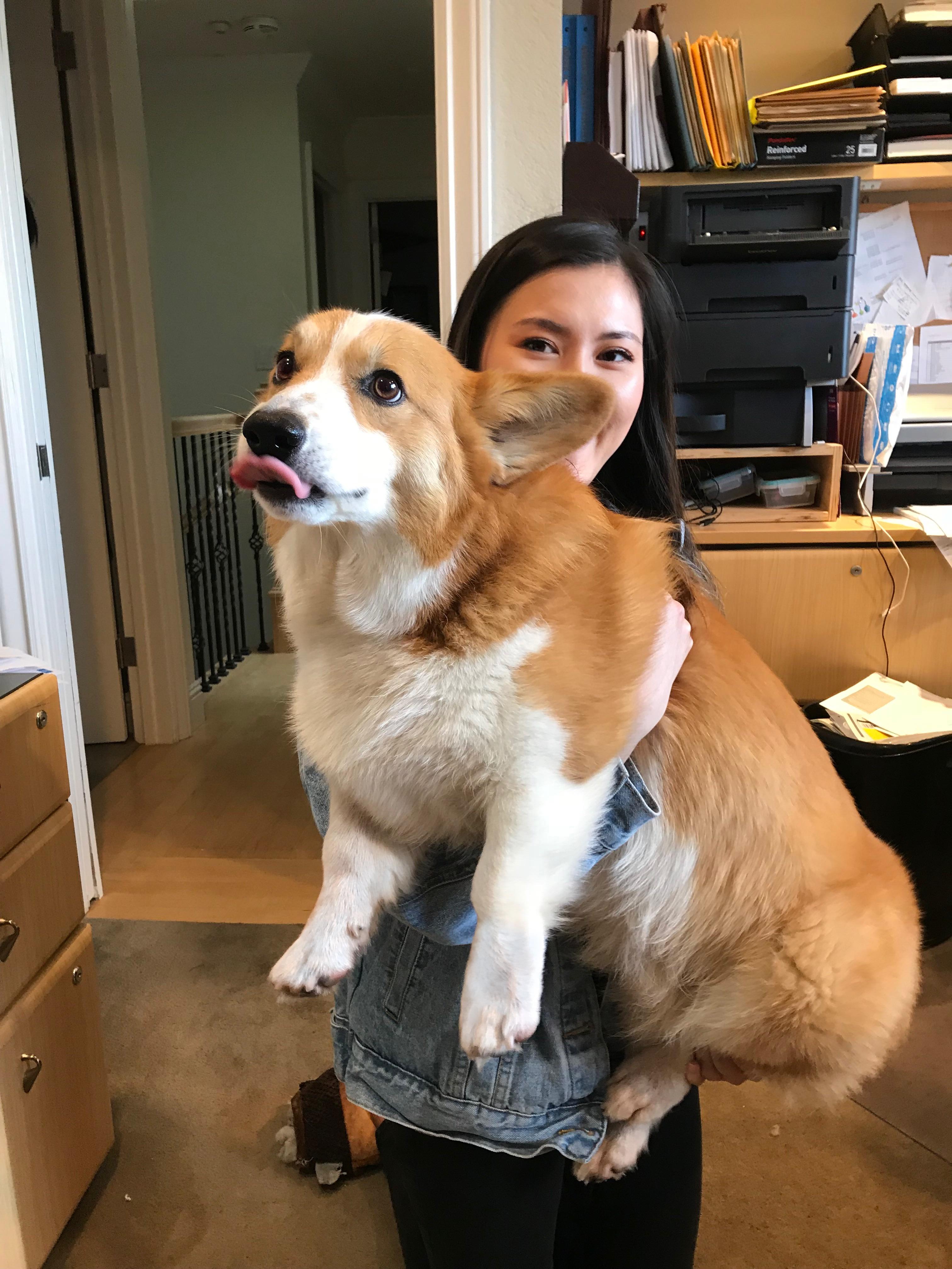 huge corgi