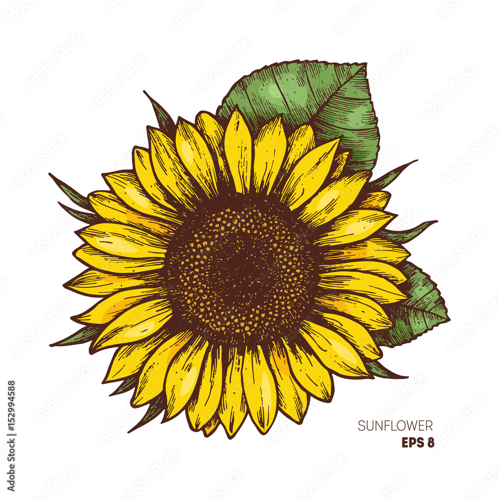 sunflower vector illustration