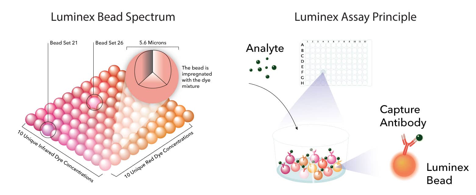 luminex assay