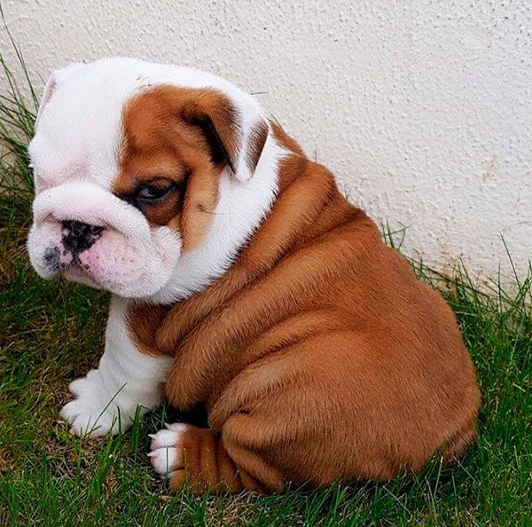 bulldog cachorro