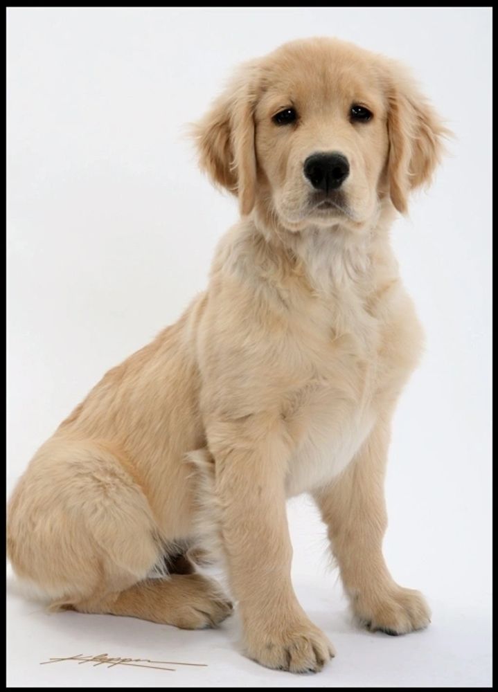 dogs for sale golden retriever puppies