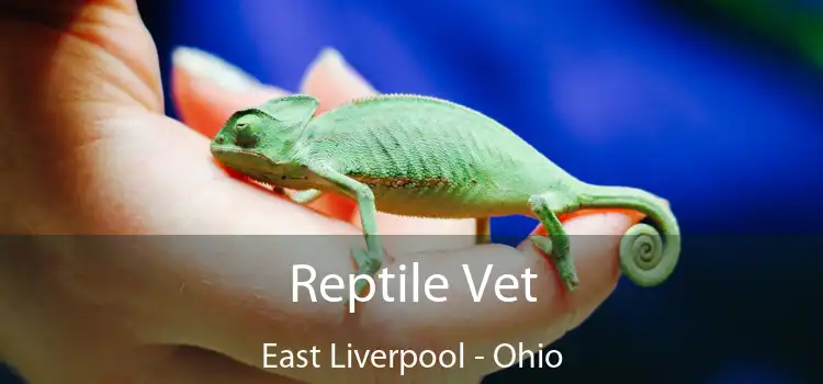 veterinarian east liverpool ohio