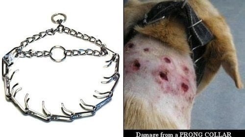 prong collar uk