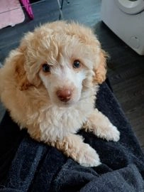 poodles for sale in kent