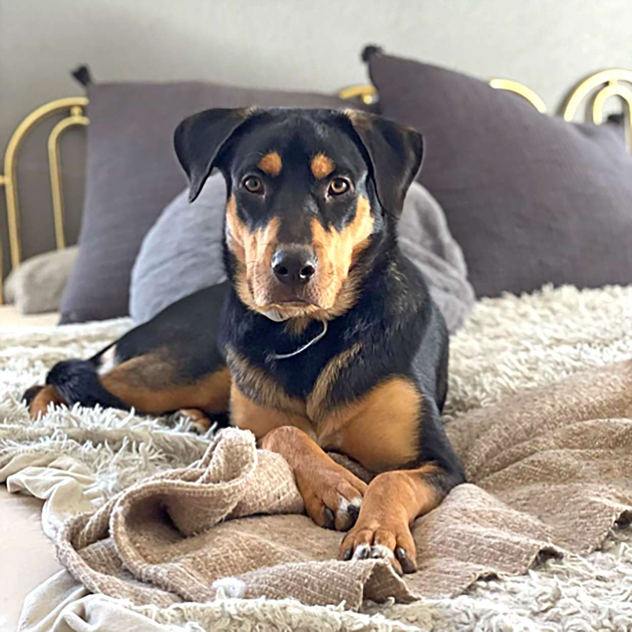 shepherd rottie cross