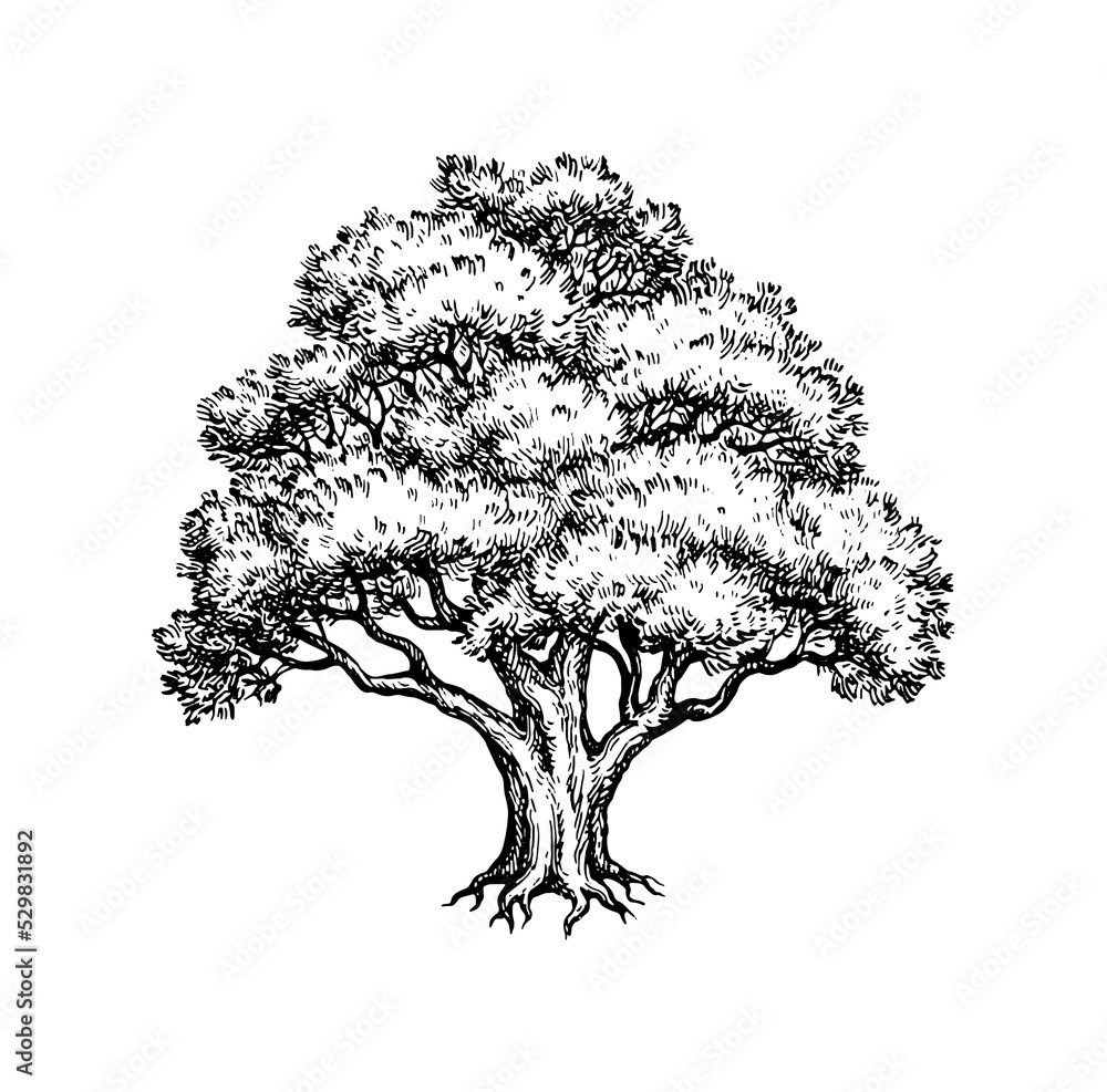 yew tree drawing