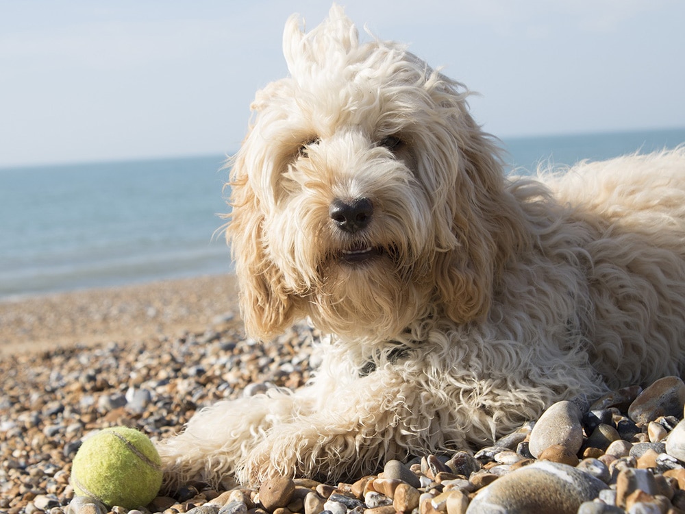 life expectancy of a cockapoo dog