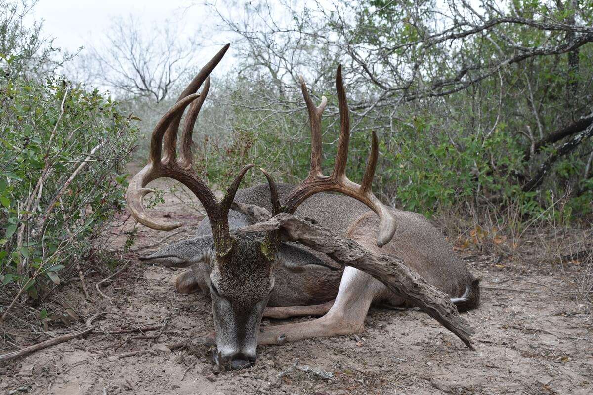 south texas deer leases