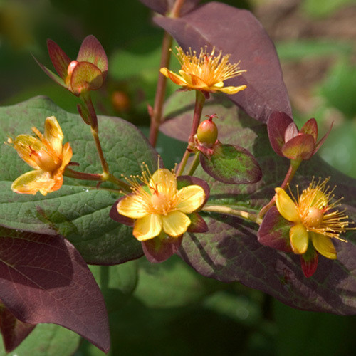 purple wort