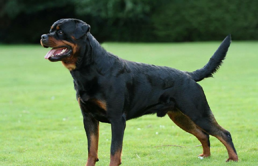 rottweiler for sale uk