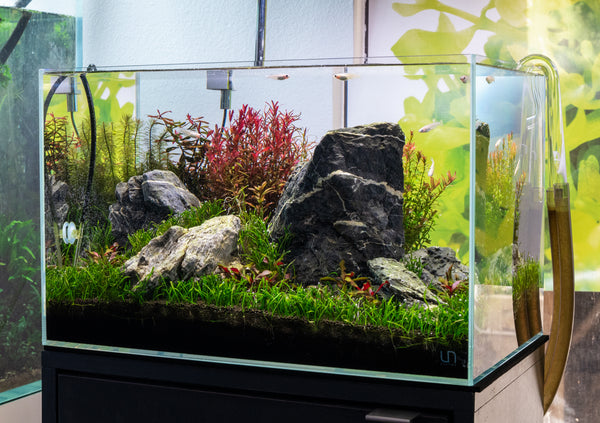 carpet grass aquarium