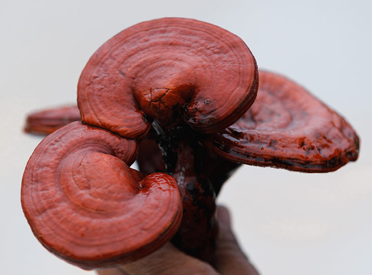 is ganoderma safe during pregnancy