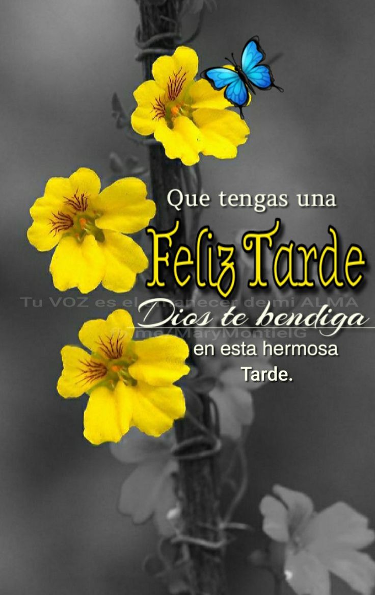 feliz tarde frases