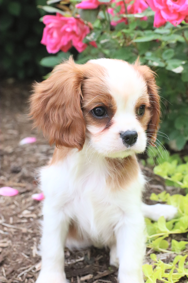 king cavalier puppies for sale