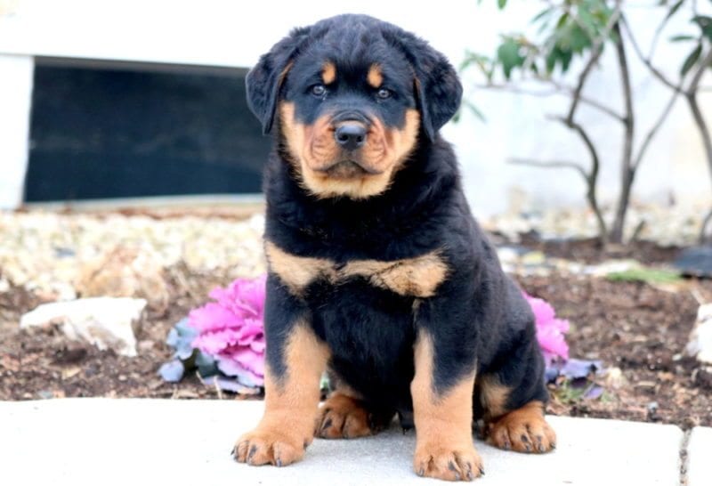 rottweiler puppies for sale near me