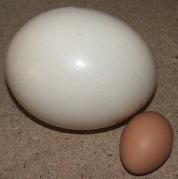 buy ostrich egg uk