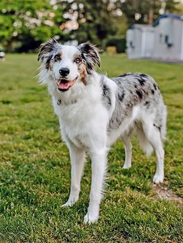 mixed breed australian shepherd