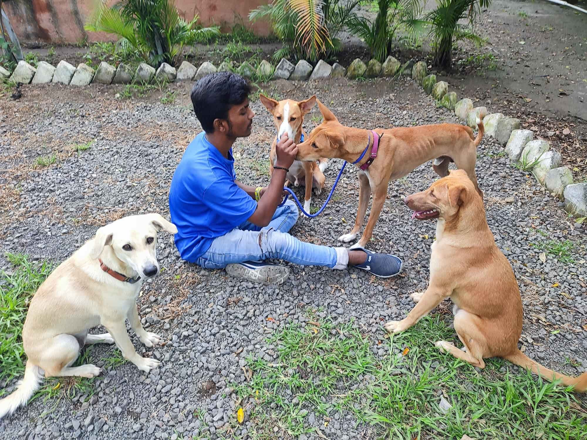 pet sitters pune