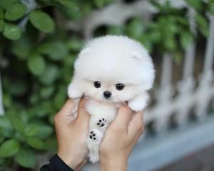 cute teacup puppies