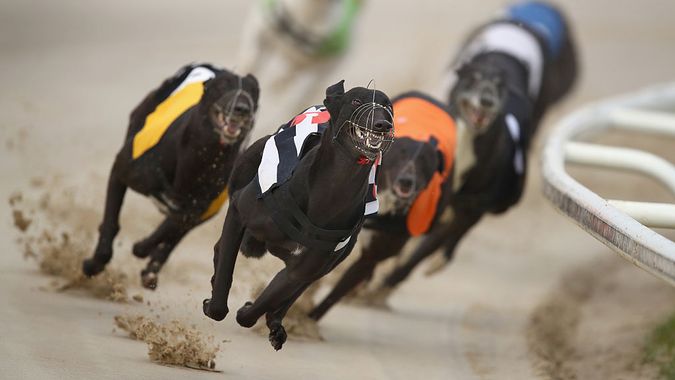 greyhound results today fast results