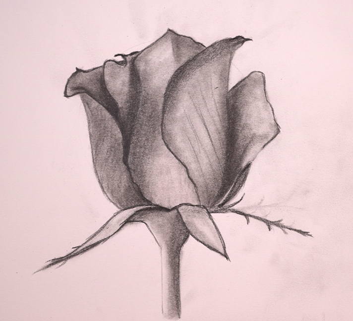 rose pencil drawing images