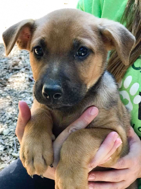 pitbull mixed german shepherd