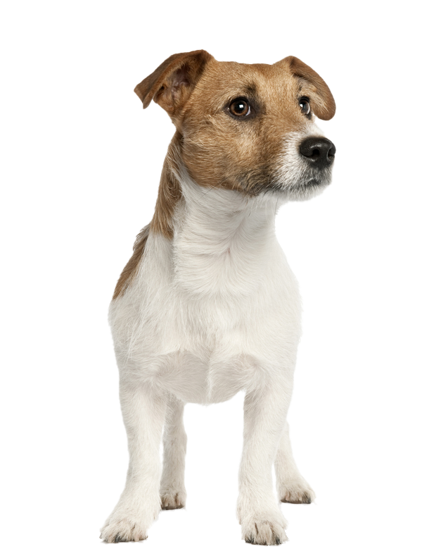 dog pictures jack russell terrier