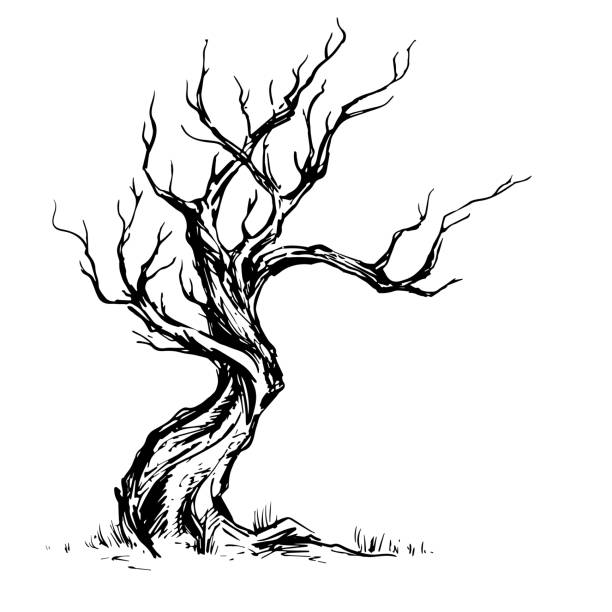 dry tree drawing