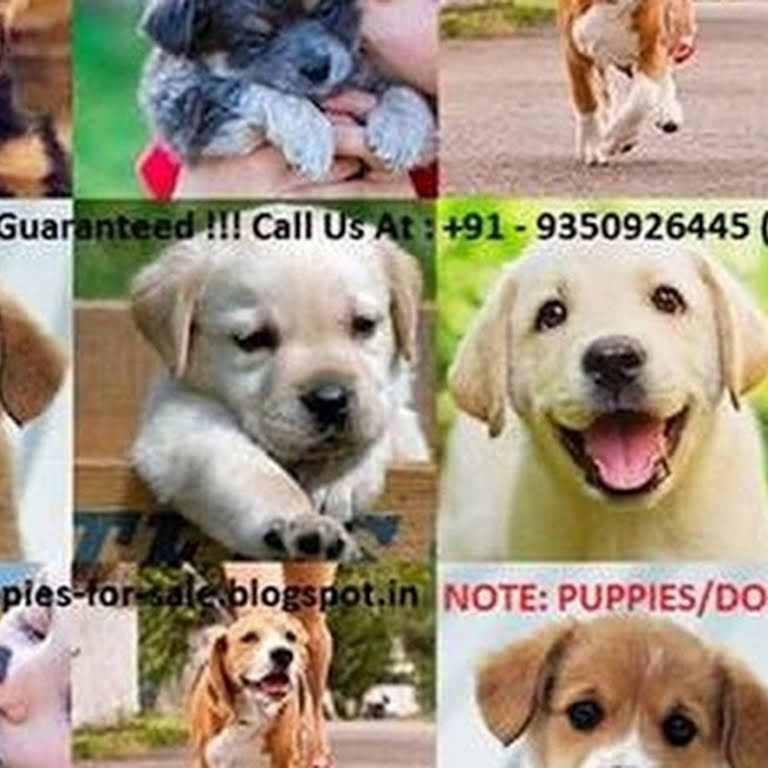 buy dogs in faridabad