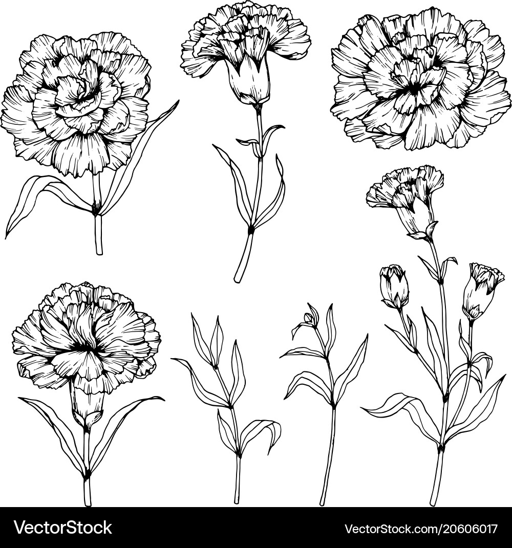 carnation flower drawing