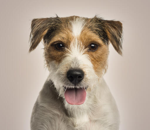 parson russell terrier dog breed