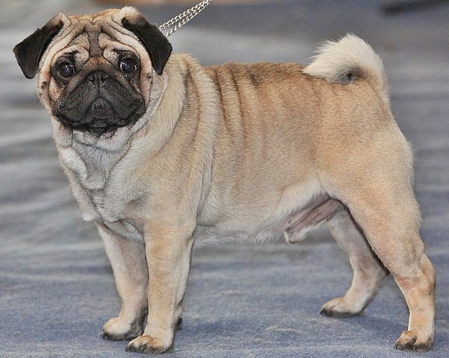 pictures of pug