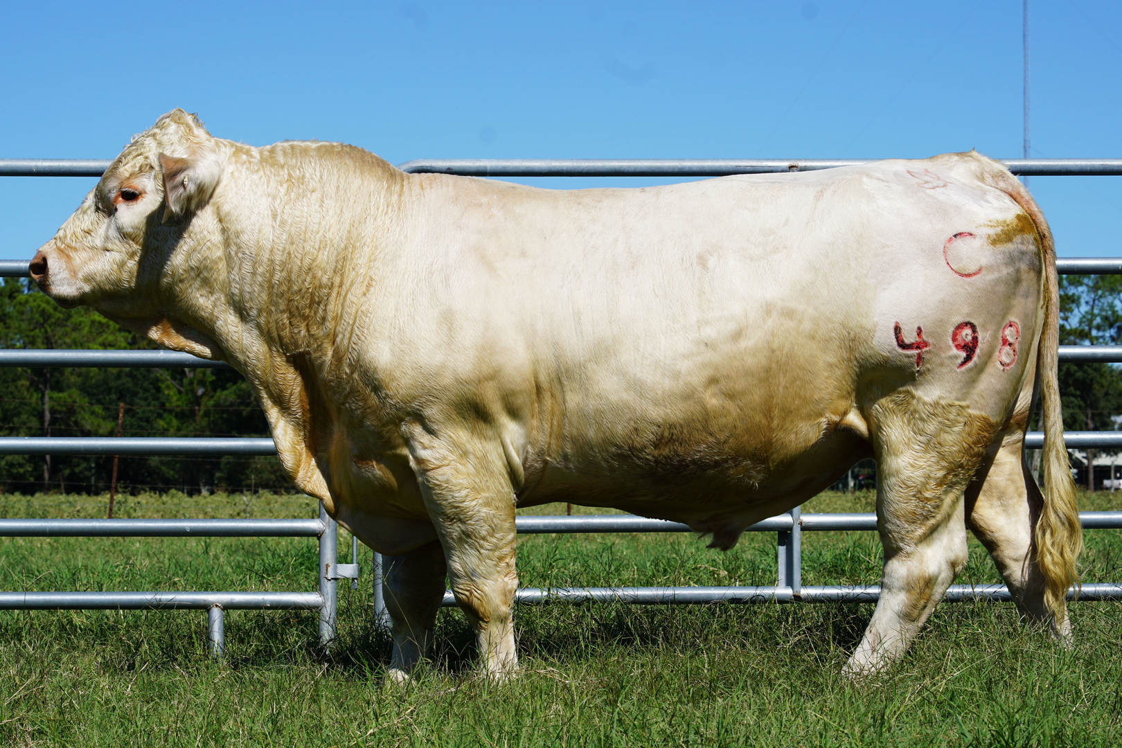 charolais bulls for sale in texas