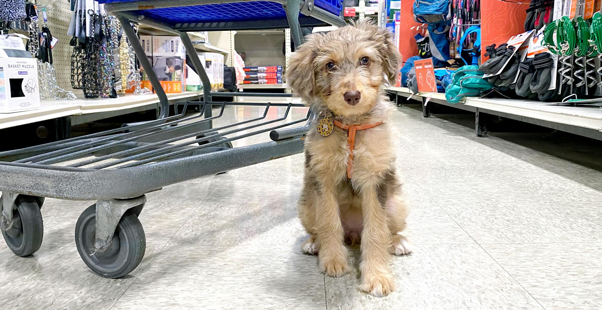 does sams club allow dogs