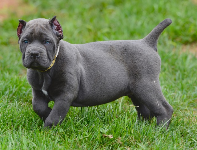 cane corso puppies for sale