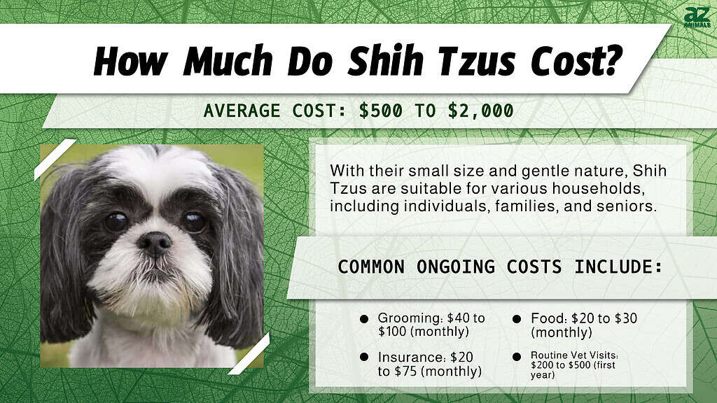 imperial shih tzu price