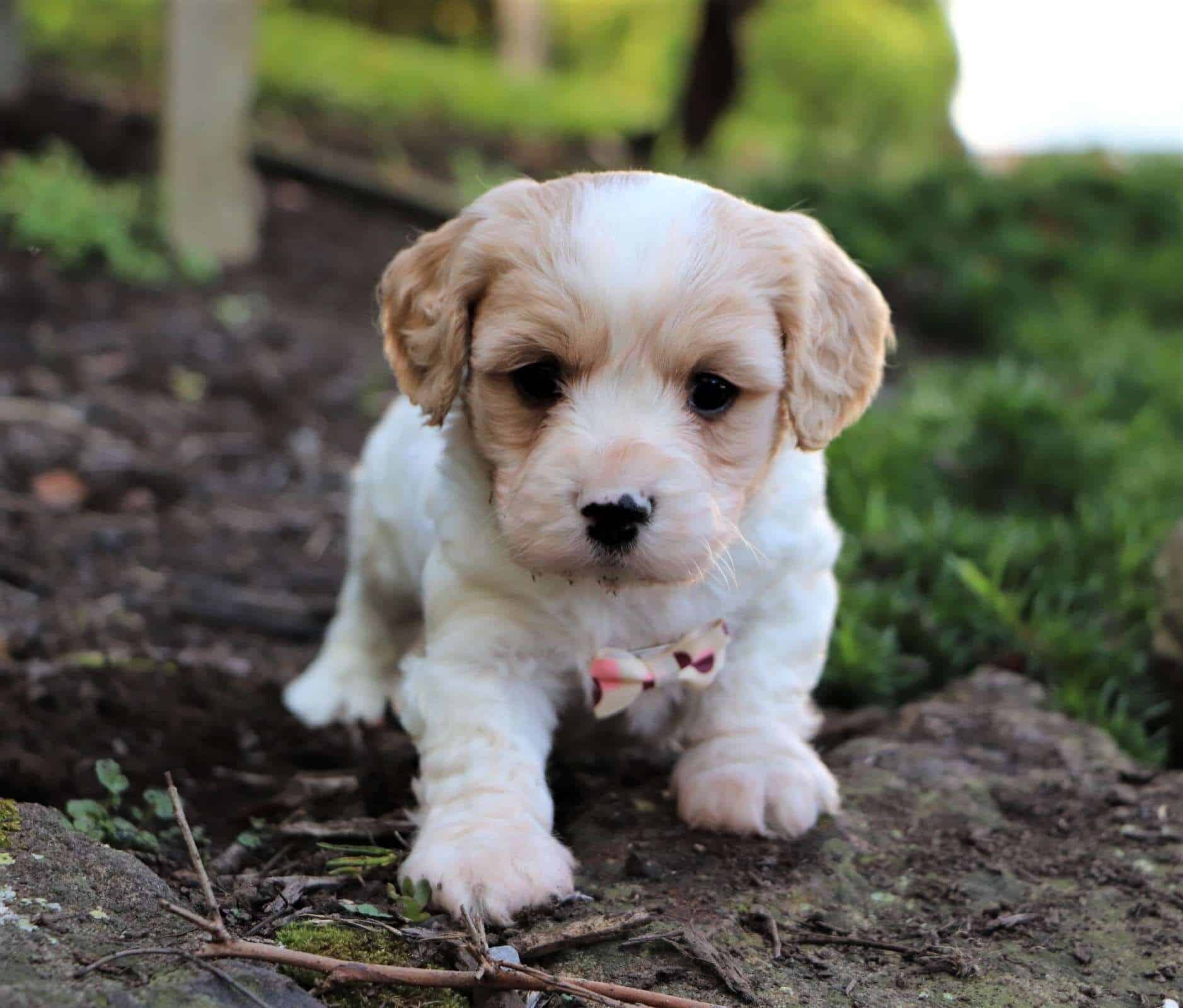 toy cavachon puppies for sale near me