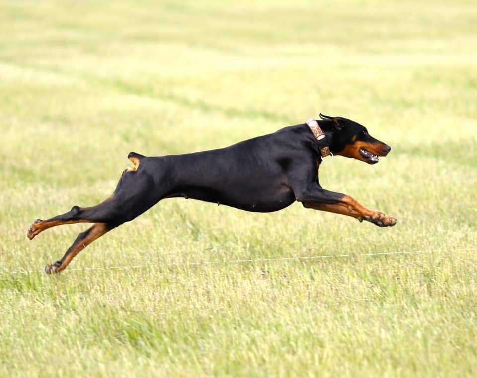 doberman for sale bc