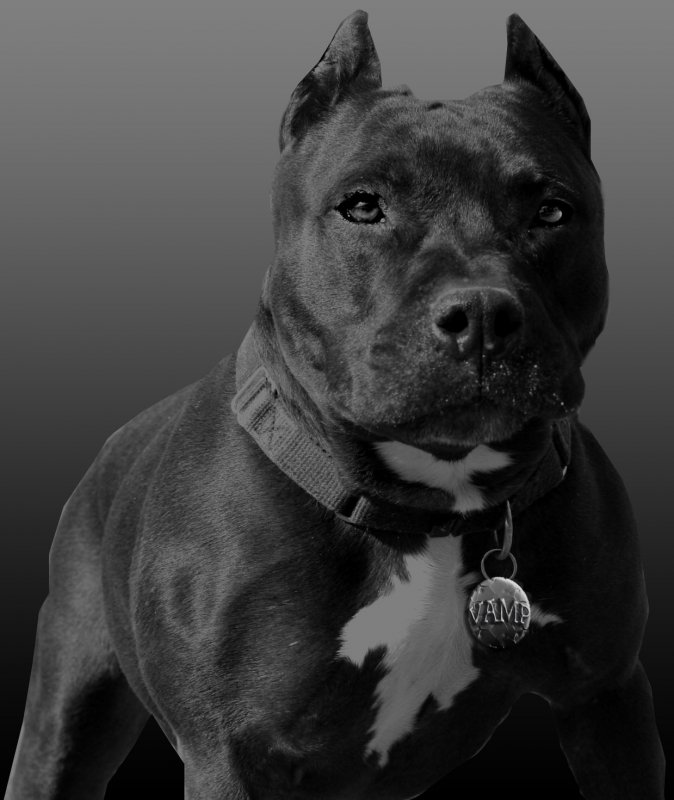 pictures of dogs pit bulls