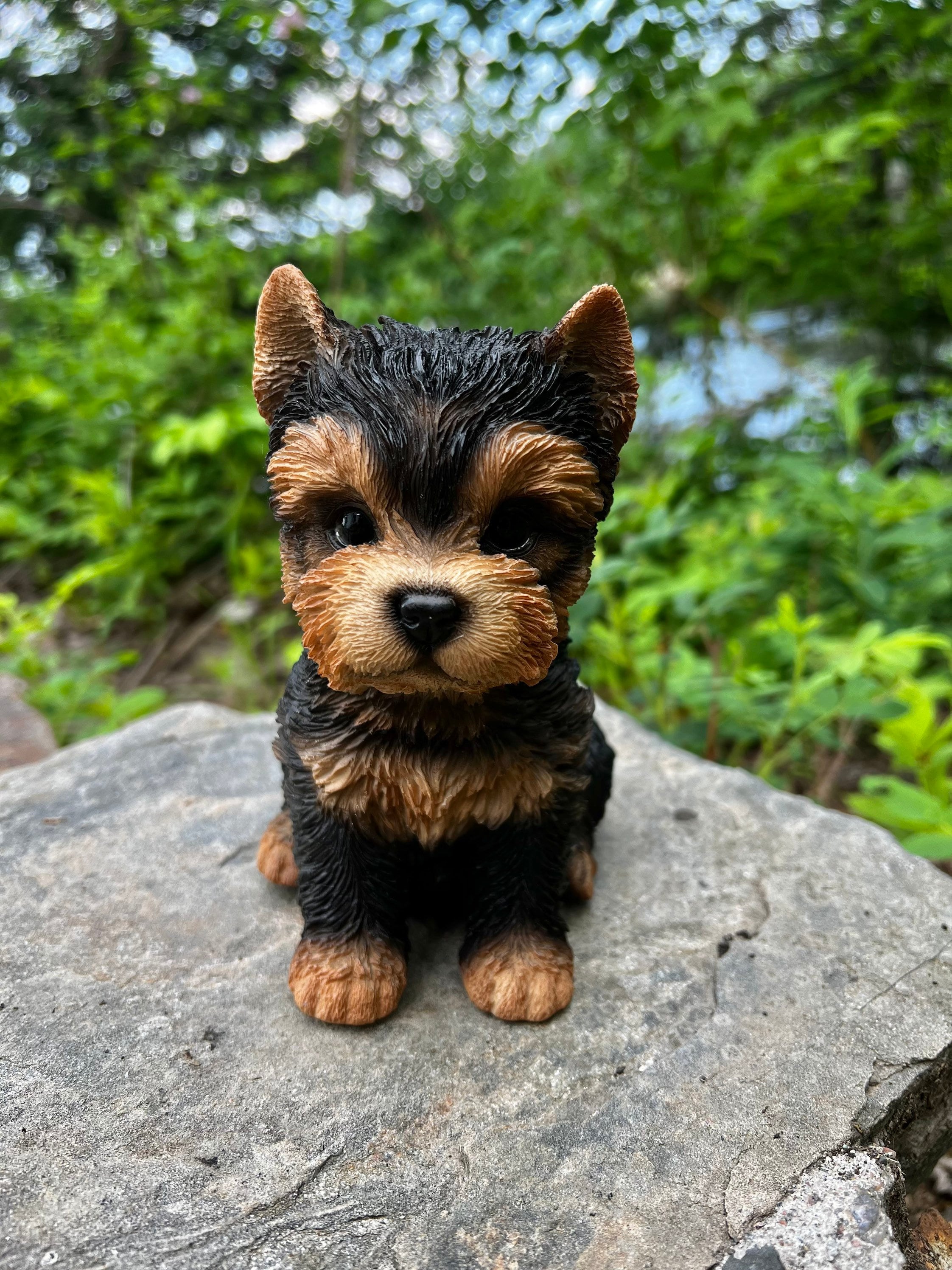 yorkshire terrier puppies