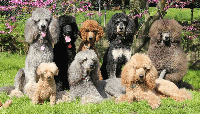 caniche de dos colores son puros