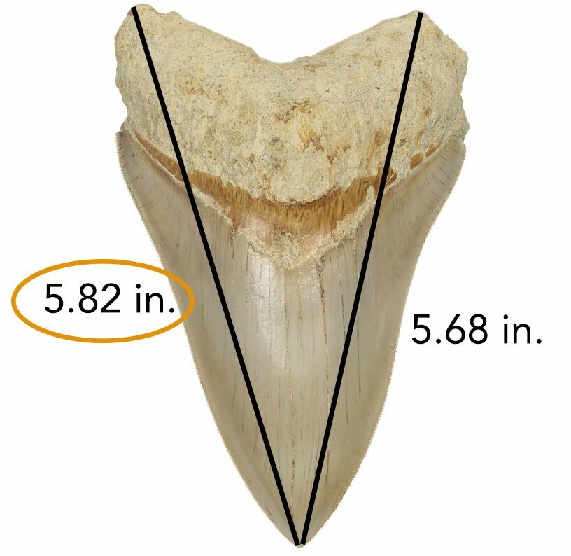 how much is a megalodon tooth worth