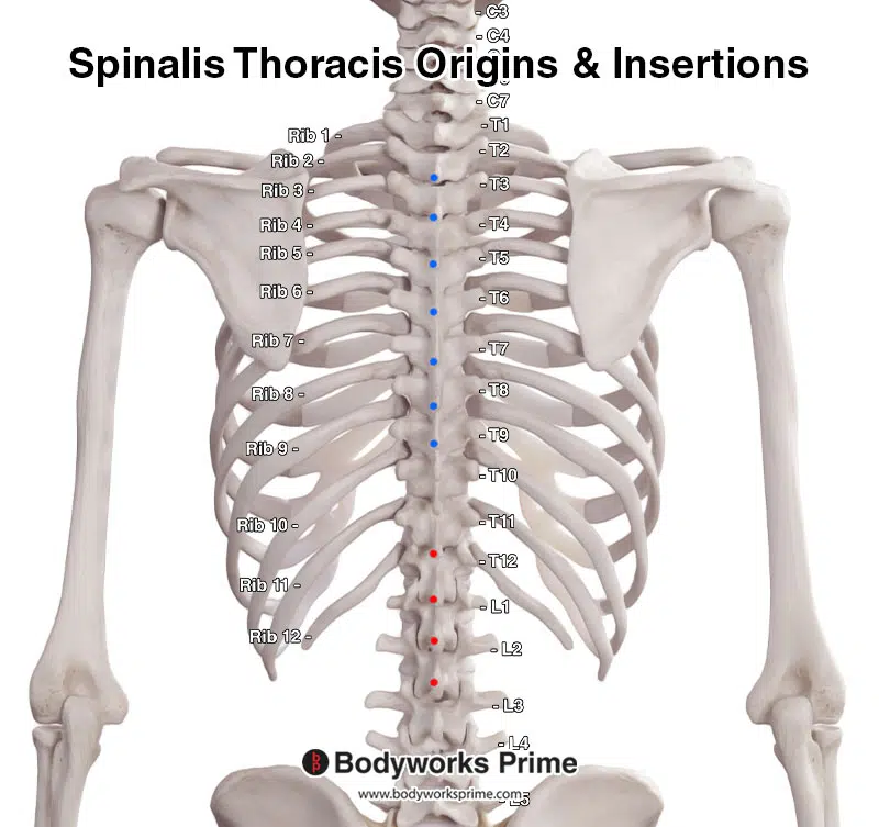 spinalis origin and insertion