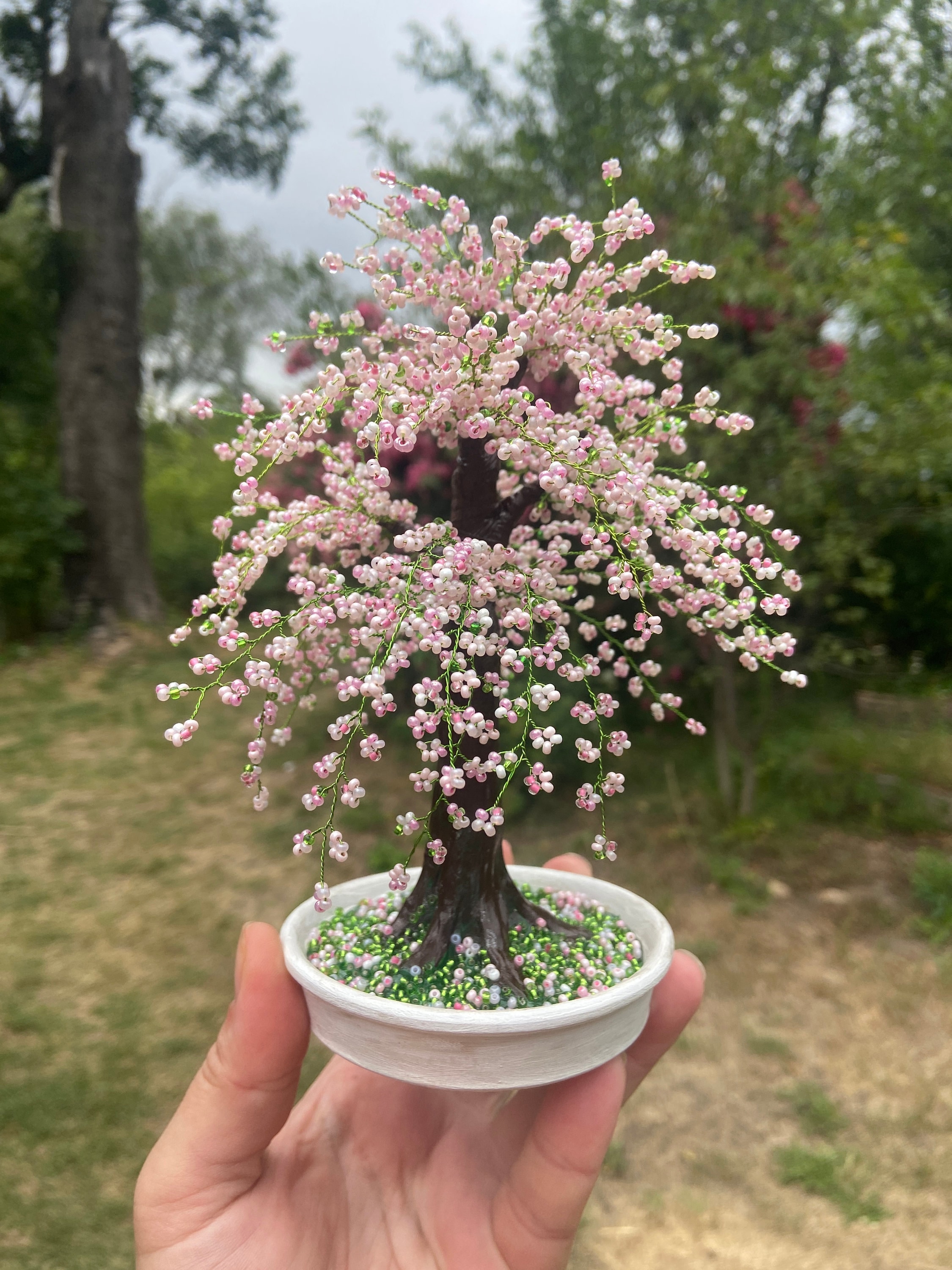 sakura blossom bonsai tree