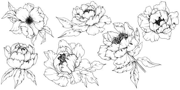 peony drawing