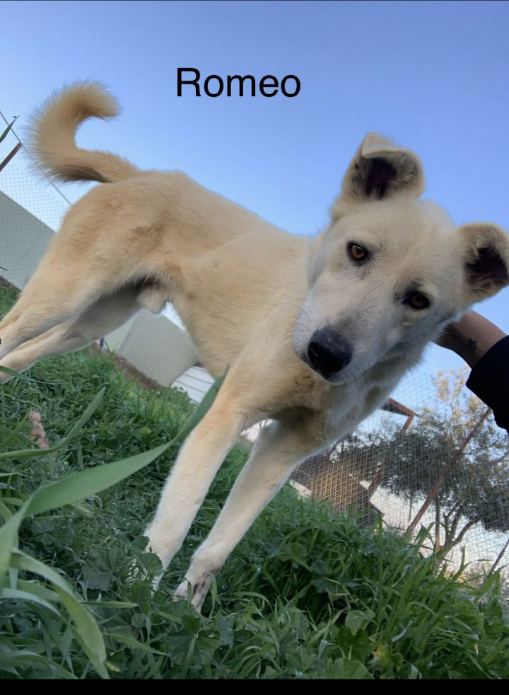 canaan dog mix