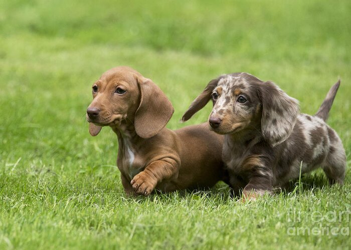 short haired mini dachshund